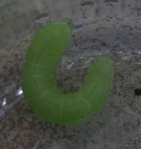 Chrysodeixis chalcites